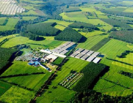 Kericho Highland Landscape & Environment